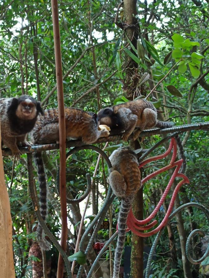 Casa Da Mata Descanso E Sossego Na Natureza イビコアラ エクステリア 写真